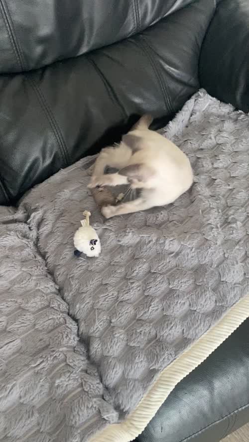 Siamese kitten for sale in Kingston upon Hull, East Riding of Yorkshire