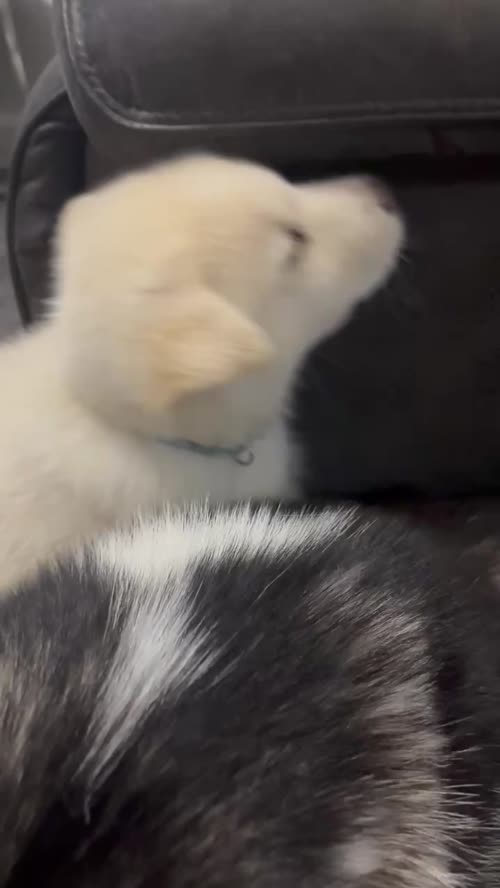 Siberian husky x Alaskan malamute puppies for sale in Southminster, Essex