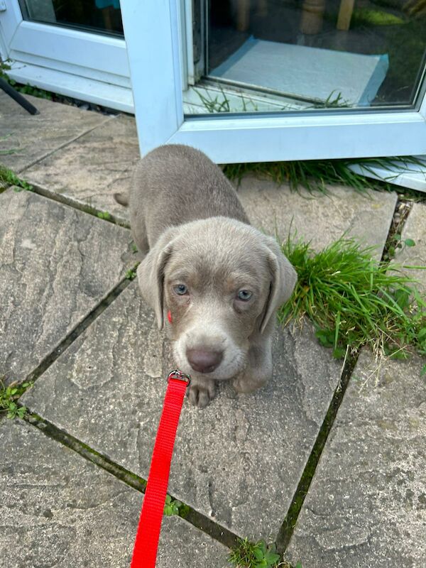 Sold Labrador Retriever Puppies For Sale in Waltham Abbey, Essex