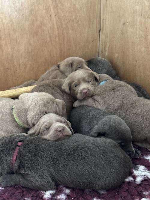 Silver & Charcoal KC Labrador Puppies. Bred by a Vet. for sale in Dereham, Norfolk