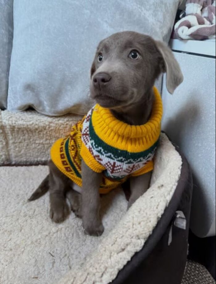 Silver lab puppies š¾ for sale in Doncaster, South Yorkshire
