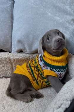 Silver lab puppies š¾ for sale in Doncaster, South Yorkshire | Image 2