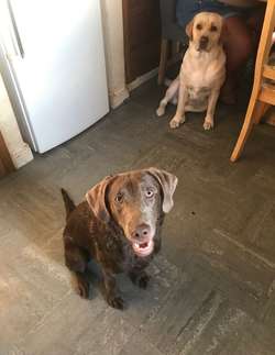Silver Labrador Bitch for sale in Thurmaston, Leicestershire | Image 2