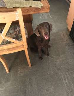 Silver Labrador Bitch for sale in Thurmaston, Leicestershire | Image 3