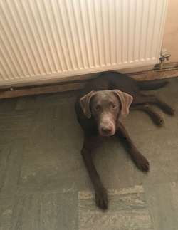Silver Labrador Bitch for sale in Thurmaston, Leicestershire | Image 4