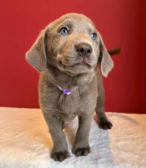 Silver labrador Male for sale in Cardiff