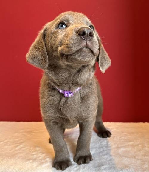 Silver labrador Male for sale in Cardiff - Image 2