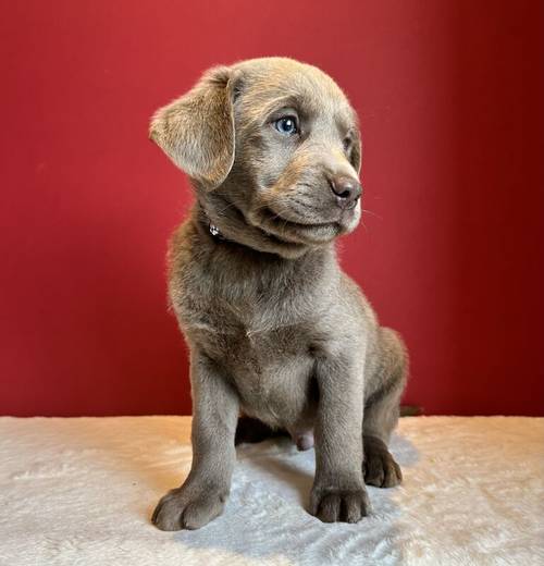 Silver labrador Male for sale in Cardiff - Image 3