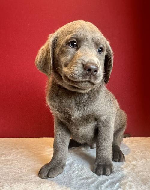 Silver labrador Male for sale in Cardiff - Image 4