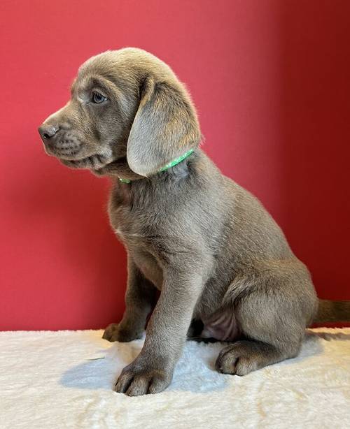 Silver labrador Male for sale in Cardiff - Image 5