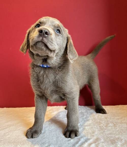 Silver labrador Male for sale in Cardiff - Image 6