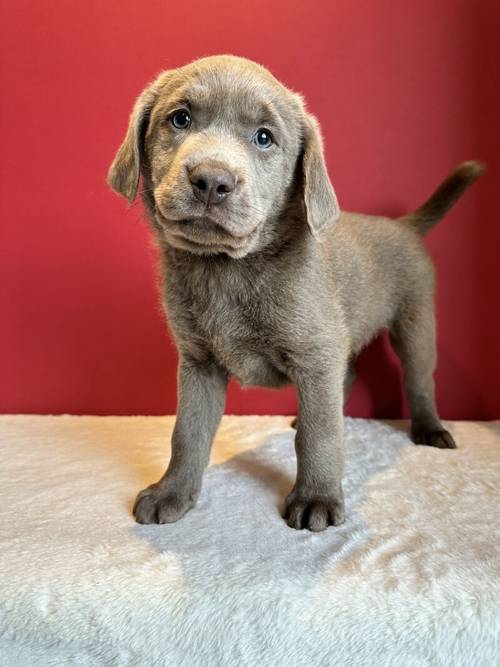 Silver labrador Male for sale in Cardiff - Image 7