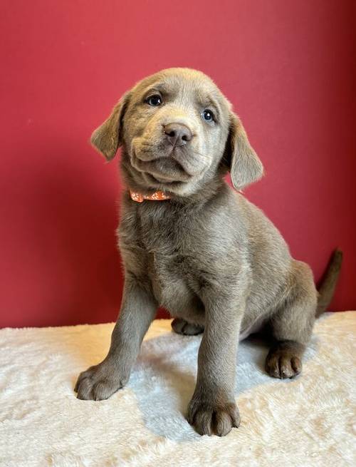 Silver labrador Male for sale in Cardiff - Image 8