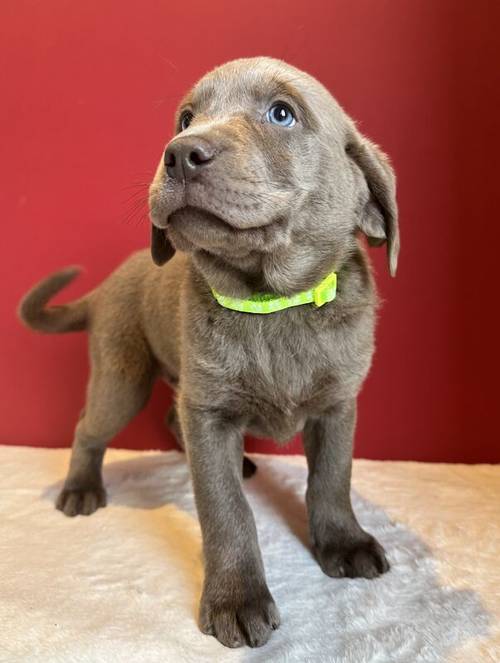 Silver labrador Male for sale in Cardiff - Image 10