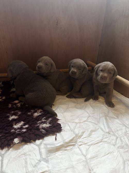 Silver Labrador Puppies. Bred by a Vet. for sale in Dereham, Norfolk - Image 7