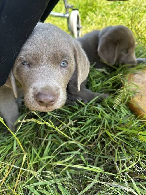 Silver Labrador Puppies. Bred by a Vet. for sale in Dereham, Norfolk - Image 10