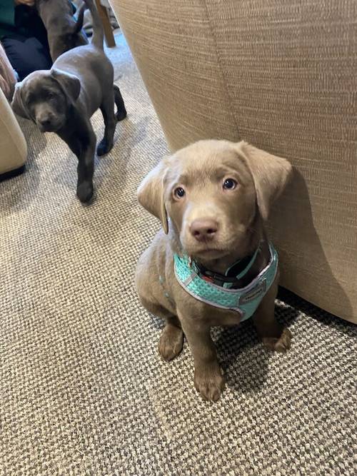 Silver Labrador Puppies. Bred by a Vet. for sale in Dereham, Norfolk - Image 11