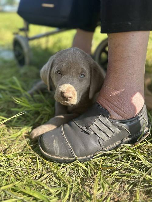 Silver Labrador Puppies. Bred by a Vet. for sale in Dereham, Norfolk - Image 12