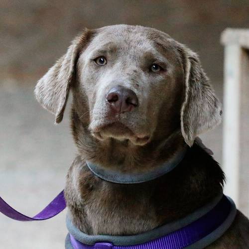 Silver Labrador Puppies. Bred by a Vet. for sale in Dereham, Norfolk - Image 15