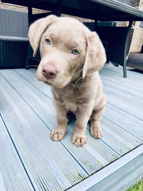 Silver Lab Pups. Bred by a Vet. for sale in Dereham, Norfolk