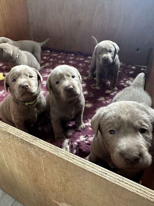 Silver Lab Pups. Bred by a Vet. for sale in Dereham, Norfolk