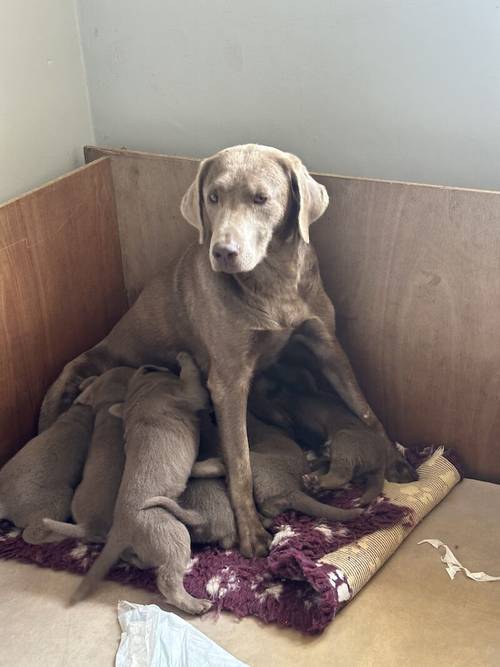 Silver Lab Pups. Bred by a Vet. for sale in Dereham, Norfolk - Image 9