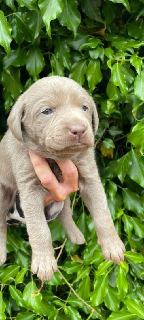 Silver Labrador Puppies for sale in Eccleshall, Staffordshire