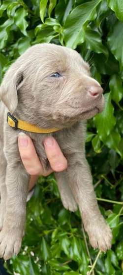 Silver Labrador Puppies for sale in Eccleshall, Staffordshire | Image 2