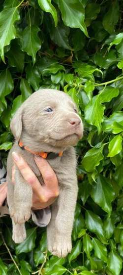 Silver Labrador Puppies for sale in Eccleshall, Staffordshire | Image 3