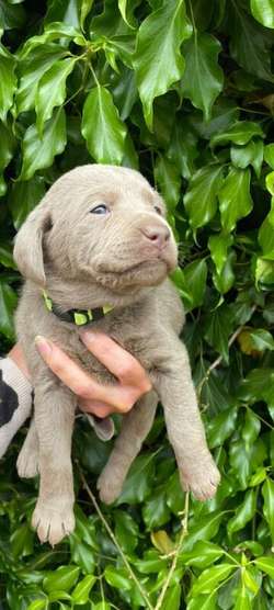 Silver Labrador Puppies for sale in Eccleshall, Staffordshire | Image 4