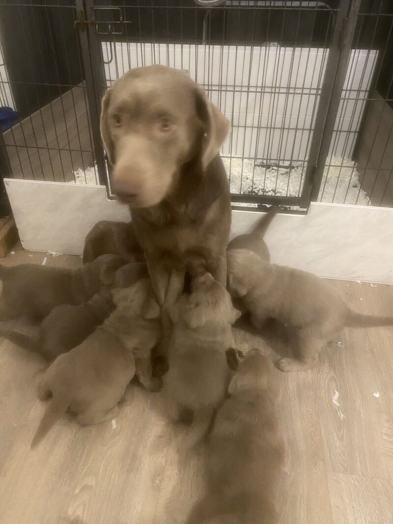 English silver lab puppies cheap