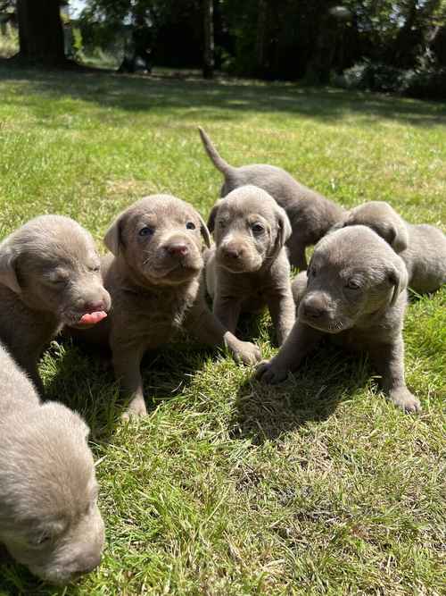 Silver Labrador puppies ready soon for sale in Wisbech, Cambridgeshire