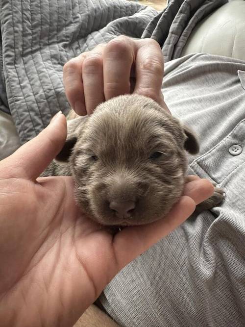 Silver Labradors KC registered for sale in Hartlepool, County Durham - Image 3