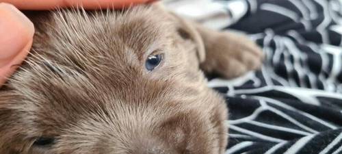 Silver Labradors KC registered for sale in Hartlepool, County Durham - Image 4