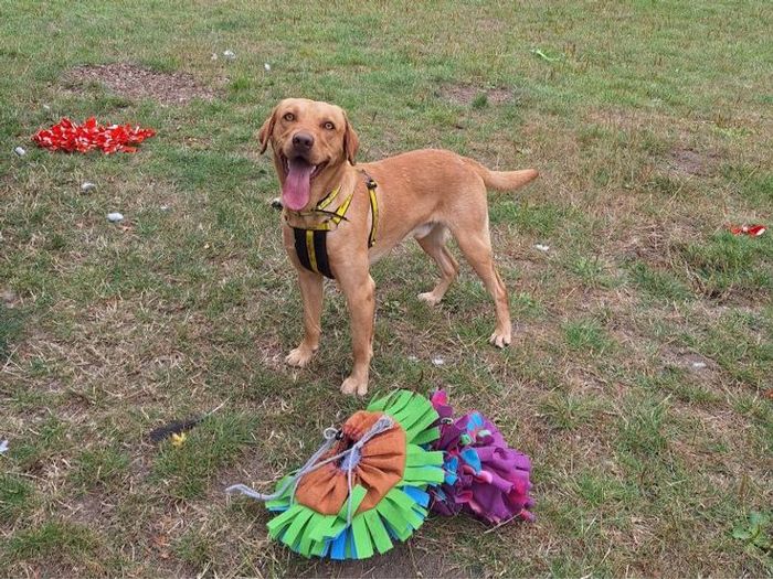Labrador Retriever for adoption in Telford, Shropshire – 2 years old