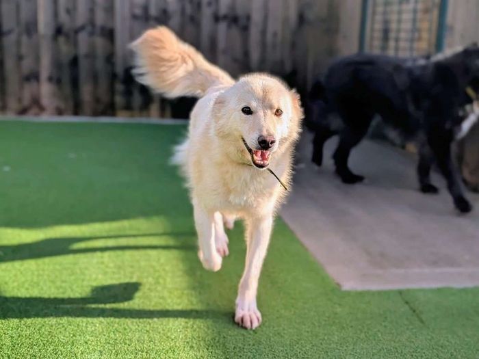 Labrador Retriever for adoption in Cardiff, Glamorgan – 9 years old - Image 2 of 3