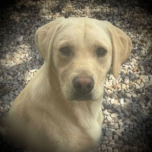 Special Home Needed for Irish Ike for sale in Market Rasen, Lincolnshire