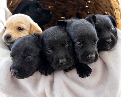 🌸🐾 **Springador Puppies Available for 5* Homes** 🐾🌸 for sale in Edderton, Highland - Image 1