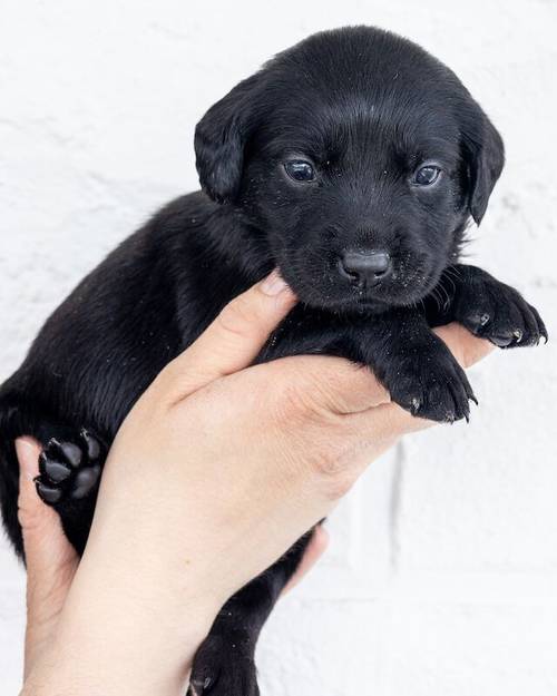 🌸🐾 **Springador Puppies Available for 5* Homes** 🐾🌸 for sale in Edderton, Highland - Image 2