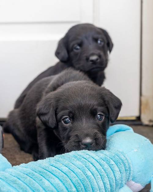 🌸🐾 **Springador Puppies Available for 5* Homes** 🐾🌸 for sale in Edderton, Highland - Image 3