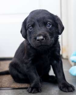 🌸🐾 **Springador Puppies Available for 5* Homes** 🐾🌸 for sale in Edderton, Highland | Image 4