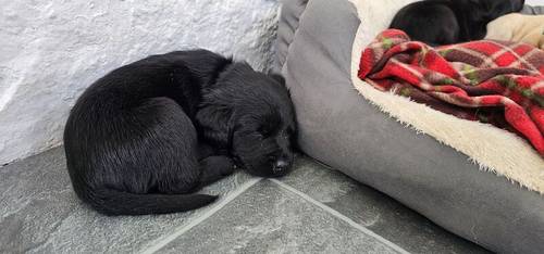 🌸🐾 **Springador Puppies Available for 5* Homes** 🐾🌸 for sale in Edderton, Highland - Image 9