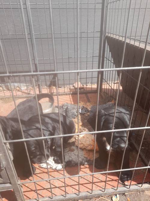 Springerdor puppies for sale in Ferndown dorset - Image 1