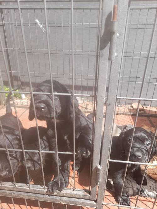 Springerdor puppies for sale in Ferndown dorset - Image 3