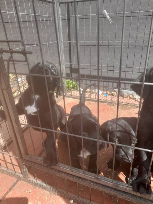 Springerdor puppies for sale in Ferndown dorset - Image 4