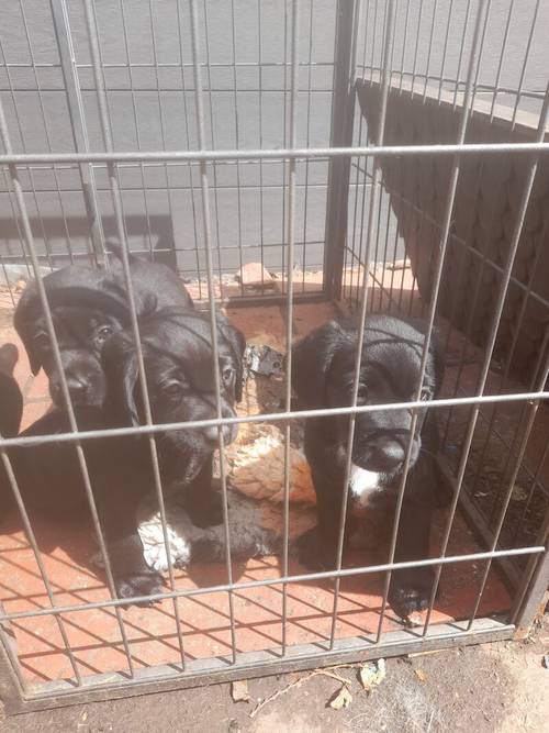 Springerdor puppies for sale in Ferndown dorset - Image 2