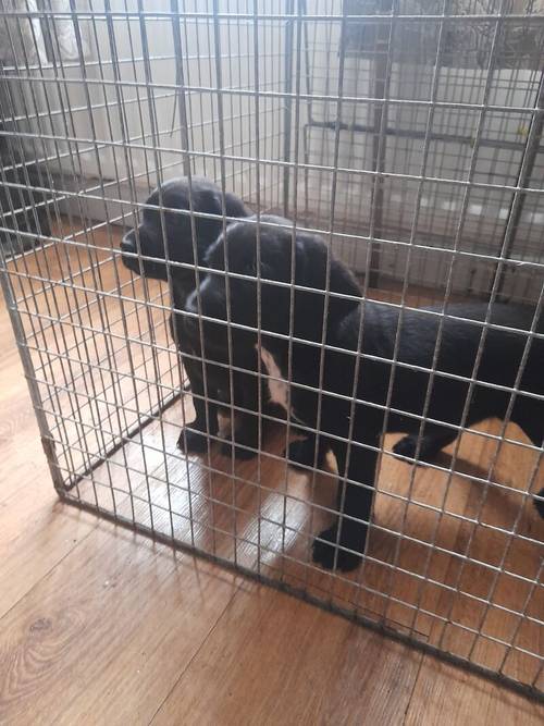 Springerdor puppies for sale in Ferndown dorset - Image 7