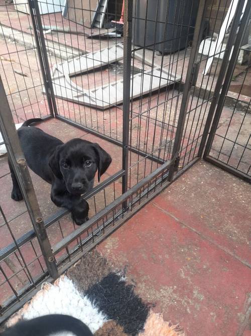 Springerdor puppies for sale in Ferndown dorset - Image 11
