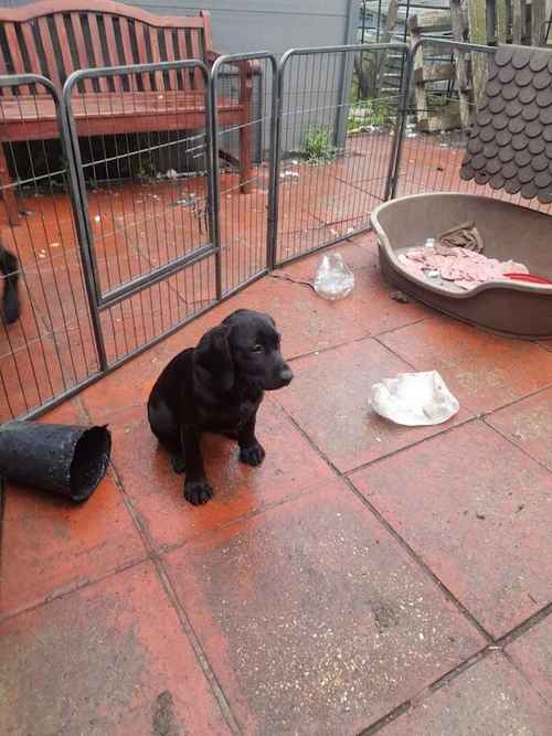 Springerdor puppy for sale in Ferndown dorset