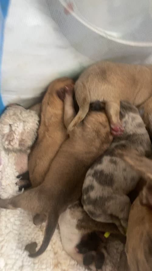 Staffie Cross Chinese shar pei puppies 9 babies for sale in Hartlepool, County Durham